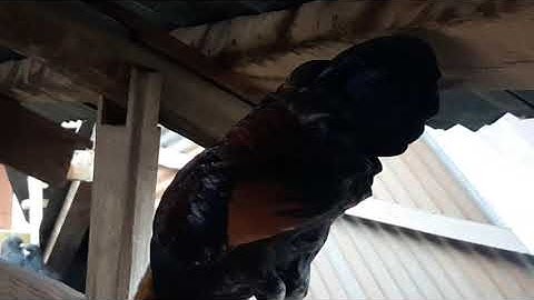 Qaib Dib Qua Zoo 2020-2021