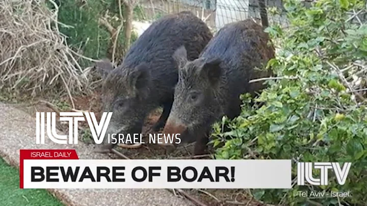 Israeli woman attacked by wild animal while hiking with family near Haifa