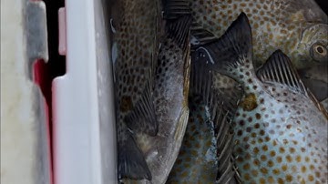 Hướng dẫn cho  anh em mới tập câu bộ môn  cá dìa