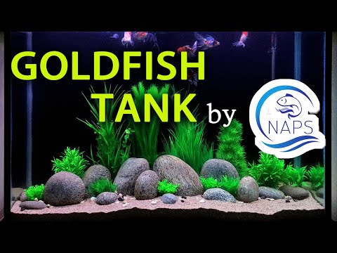 Video Goldfish Tank - youtube