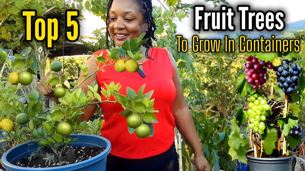 Пять (5) лучших плодовых деревьев, которые стоит выращивать в контейнерах.