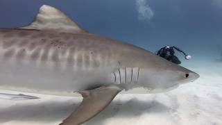 Hajarna på Tiger beach del 2