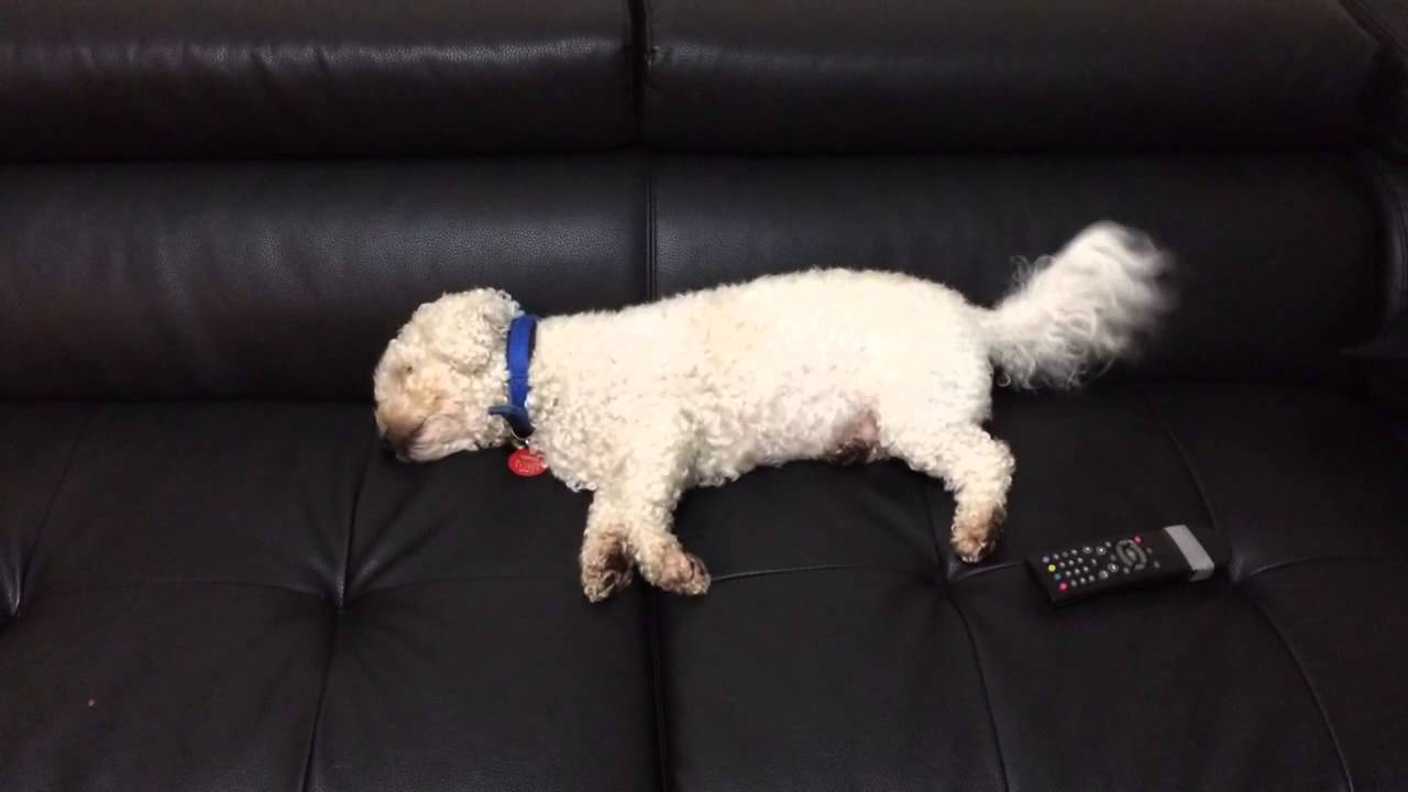 Dog wagging tail in sleep - YouTube