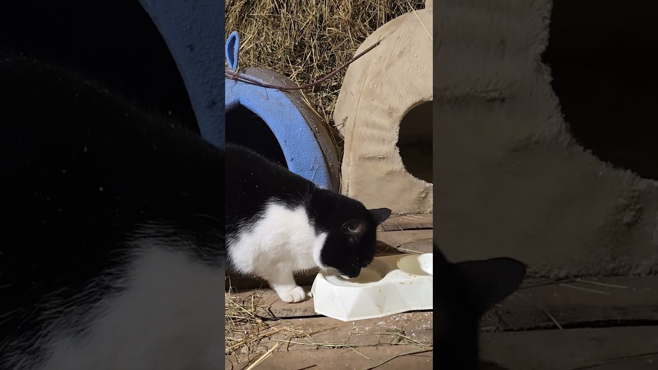 So Amazing! Cat Peka Tries Fresh Goat Milk for the First Time 🐱🥛