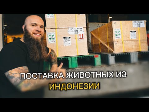 Полтысячи рептилий в Шереметьево/ Долгожданная поставка