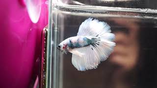 H228 Marbled Metallic Blue Monster RTHM (Rosetail Halfmoon) Male