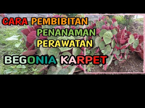Video: Kesukaran Khas Dalam Menanam Begonia