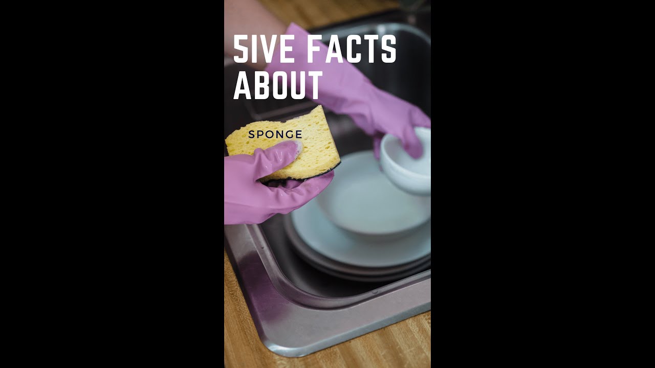 5ive Facts about SPONGE YouTube