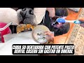 Cuida la dentadura de tu perro con pasta dental casera sin gastar un dineral 👌🏻💯🐶