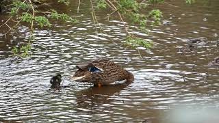 Ducklings Learning with Mother, Aberdeen, Scotland