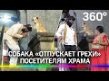 Видео: бездомная собака «отпускает грехи» посетителям храма в Мумбаи