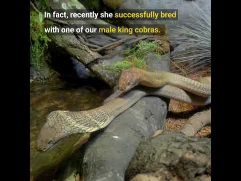Video: Bronx Zooparkında Itkin Kobra Tapıldı