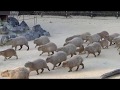 とくしま動物園カピバラのごはんの時間 の動画、YouTube動画。