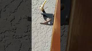 Basic training - Tips on securing back yard gate latches Profile