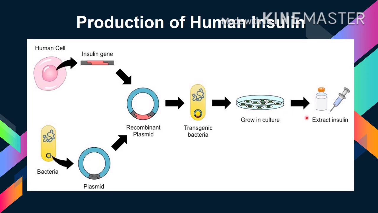Этапов биотехнологии получения инсулина