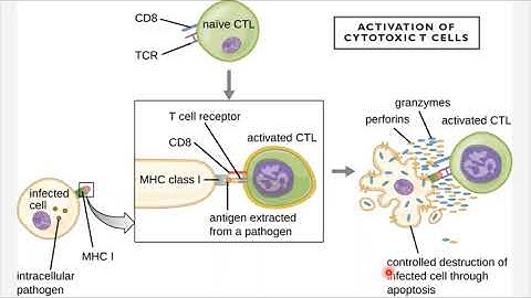 BIO 205 - Chapters 17 & 18 - Innate Nonspecific Host Defenses and Adaptive Specific Host Defenses
