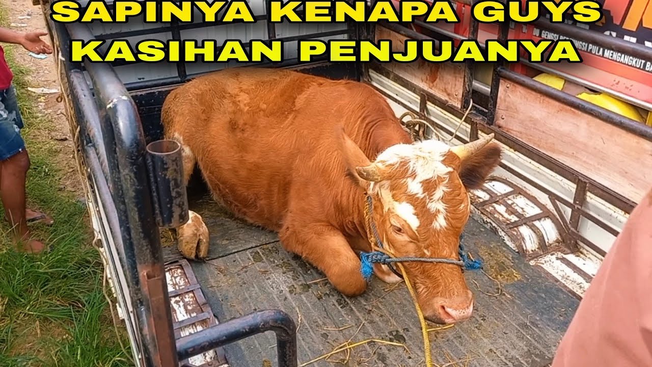 PASAR SAPI SEMAKIN RAMAI‼️ - YouTube