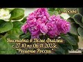 Фиалки - 2023. Выставка в Доме Фиалки с 27.10 по 06.11.23г. Регионы России. #выставкафиалок #фиалки