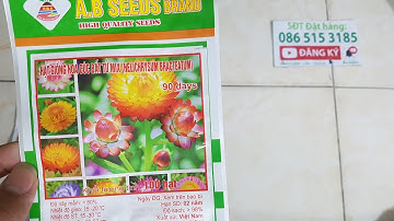 Hạt giống hoa cúc Bất tử