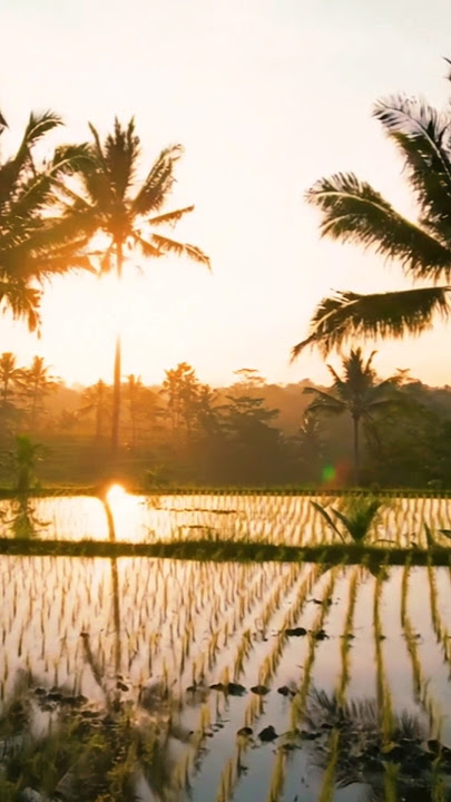 sunrise #orauploadorabayaran #storywa #cinematiksawah