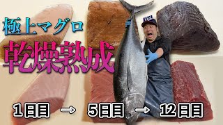 解体ショー！！「乾燥熟成」で真っ黒になったマグロの断面と味を公開！！