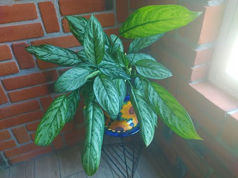 Vídeo: Aglaonema: Tots Els Matisos De La Cura D'una Flor A Casa + Fotos I Vídeos