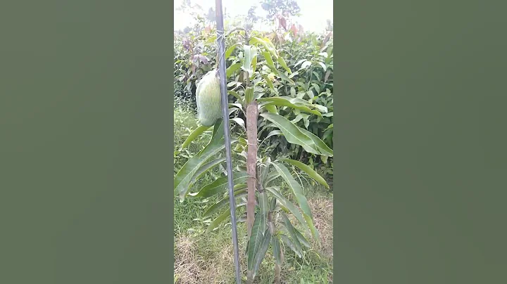 Bari 11 Mango Plant