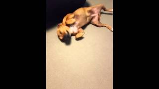 Coco What Is This? Guilty Dog Rips Toy Apart