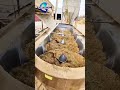 Leabon Vertical Cattle/Cow/Sheep Silage Feed TMR Mixer