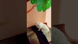 الاشياء التي تسعد القطط الشيرازي البيور cute cutecat animal kitten catlover kittycat