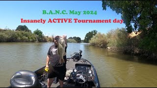 cashin' checks during the B.A.N.C. May Delta TOURNAMENT! Finding extremely active fish