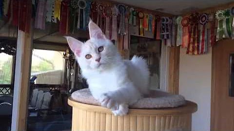 Video 858991: shaded maine coon