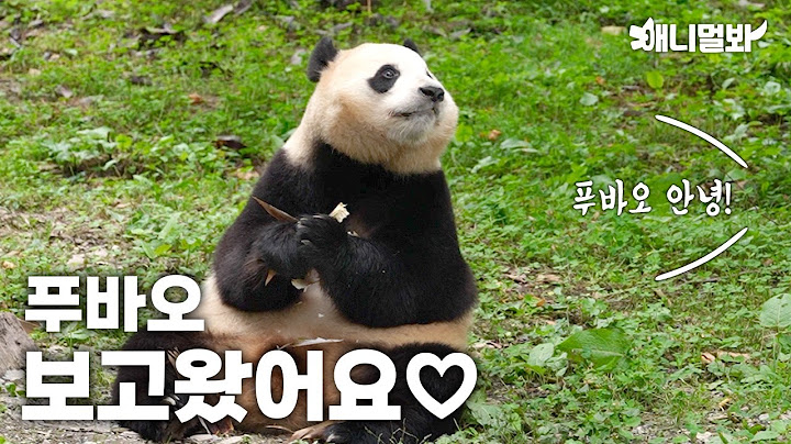 이거 뭐예요. 푸바오 근황이요. (PD가 다녀옴) | What is this? Update on Fu Bao.