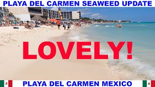 PLAYA DEL CARMEN BEACH SEAWEED UPDATE - LOVELY BEACH DAY!