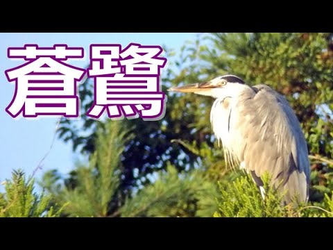 鳴き声 アオサギ Grey heron