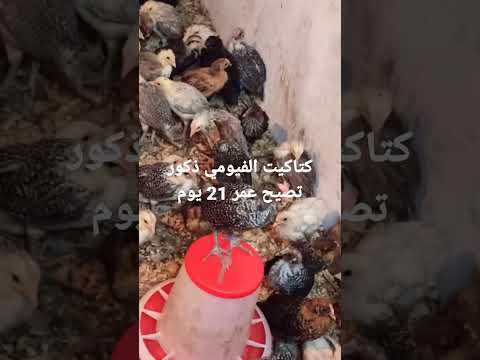 كتاكيت ذكور الفيومي تصيح على عمر 21 يوم سبحان الله
