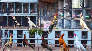 Biggest Aseel Farm in Peshawar | Top Quality Birds | Hera Aseel Biggest Farm | Breeding Farm