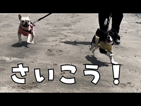 はじめての海辺に行ったら愛犬が大興奮してしまいました...!!#キャバリア #フレンチブルドッグ #多頭飼い #いぬ