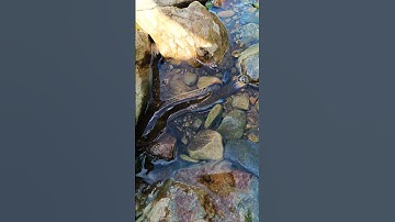 Bắt cá lóc suối khủng p2