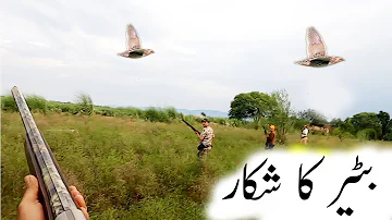 Quail Hunting in Pakistan || Battair ka Shikar || Common Quail Hunting in Pakistan