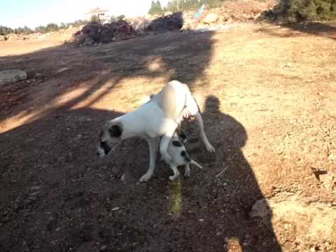 MOV 27441