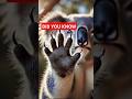 Koalas: इंसानों जैसे फिंगरप्रिंट वाले अकेले जानवर! #facts #shorts #amazingfacts