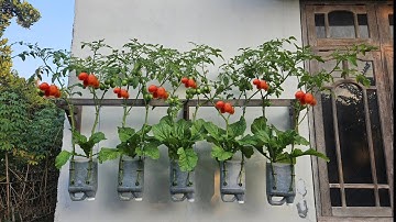 cara menanam tomat metode tumpang sari || how to plant tomatoes using intercropping method