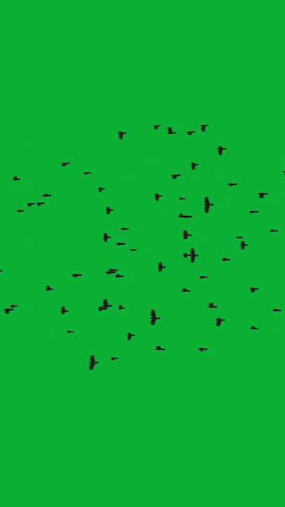 Birds green screen #birds  #greenscreen  #animation