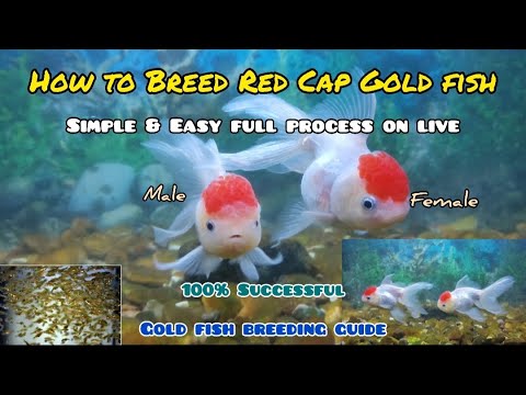 How to Breed Red Cap Gold Fish