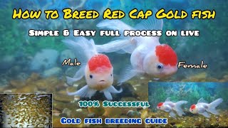 How to Breed Red Cap Gold Fish | LIVE AQUARIUM