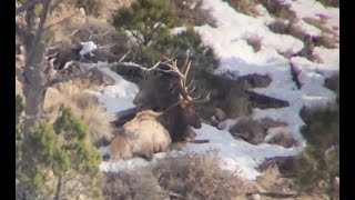 Late season Archery elk 2022 NM Unit 37