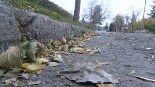 Helena city leaf cleanup underway