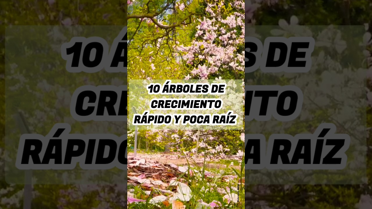 Top 10 árboles de crecimiento rápido y poca raíz #naturalezaactiva #plantas #jardin #huertourbano
