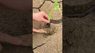 Farmingenjoyrurallifenatureruralliferurallifevegetablesgardenrogatorshorts